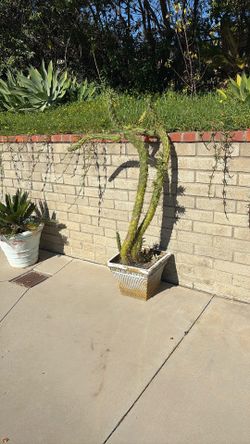 Eves Pin Cactus In Pot About 4 Ft Tall 