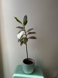 Rubber plant