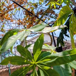La Plants De La Suerte