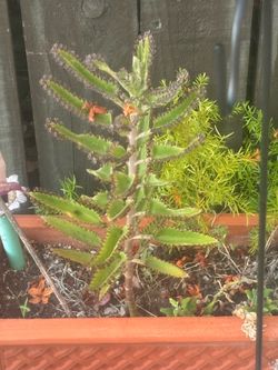 Mother of thousands plant