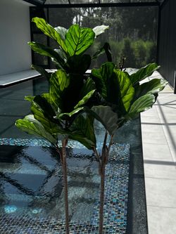 Faux Fig Tree