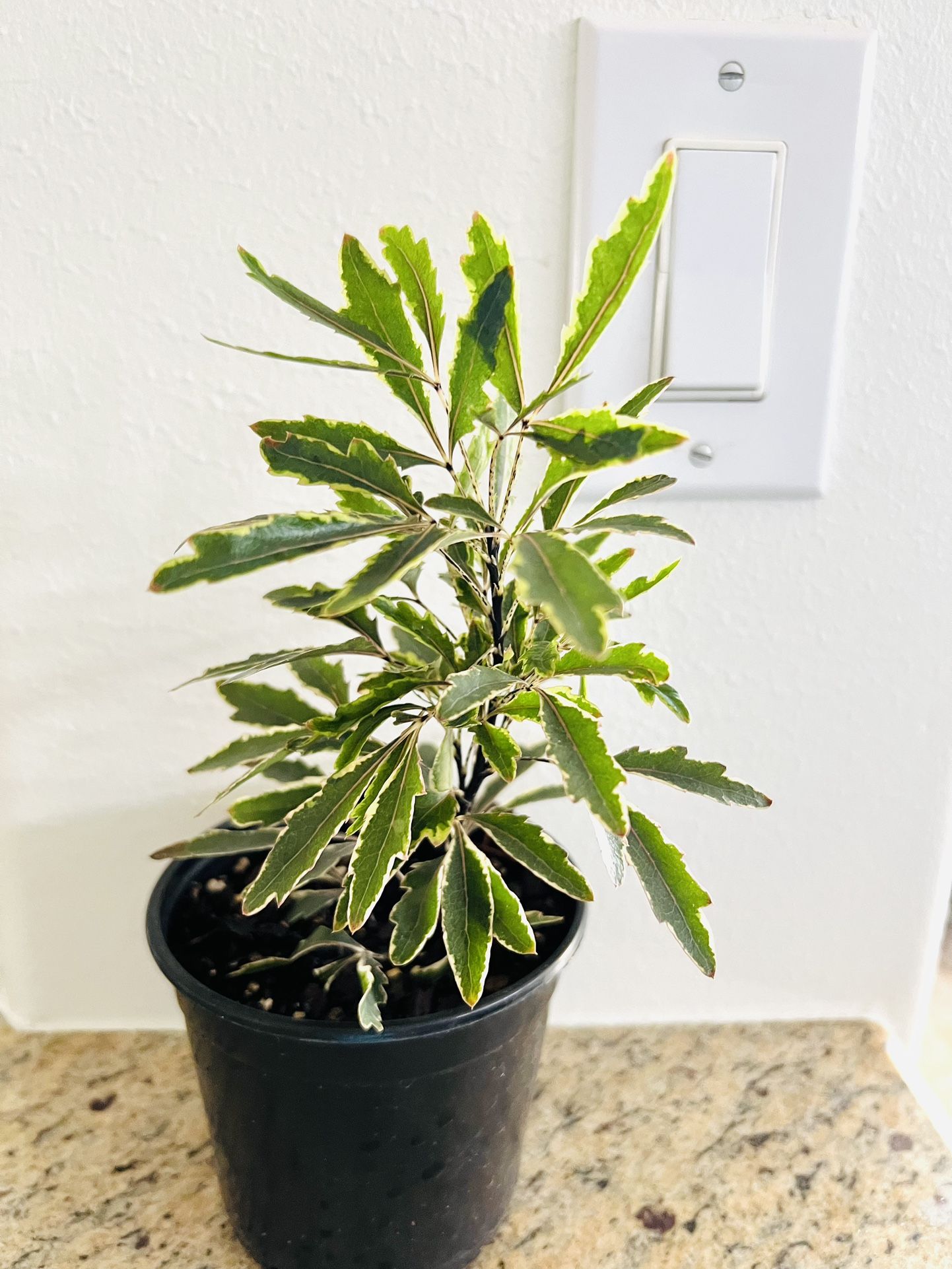 Himalayan Mix Plant ( Ornamental)