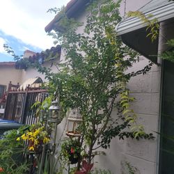 Arbol Grandes De Guajes, Y Guamuchil.