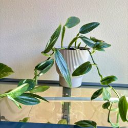 Monstera Standeleyana Big Plant