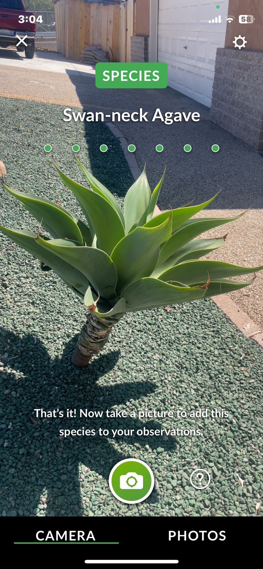 Swan Neck Agave (mature plants)