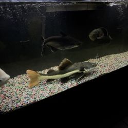 Free Fish Tank 