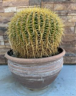Golden Barrel Cactus