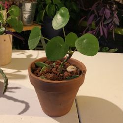 Pilea Plant Good Luck