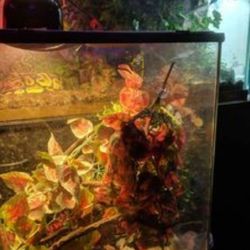 Exo Terra Terrarium 