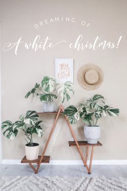 Fully Rooted Monstera Deliciosa Albo Borsigiana Rare Houseplant Cuttings