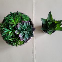 Plastic Succulent 