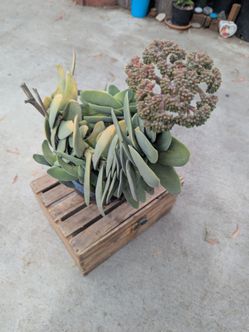 Succulent