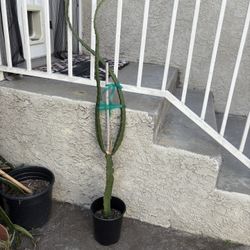 Dragon fruit plant-Palora Yellow around 4ft-$15