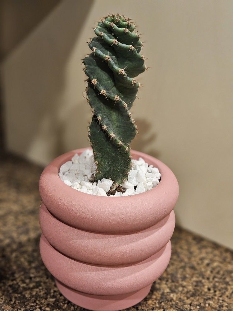 Spiral Cactus (Cereus Forbesii) in Ceramic Pot