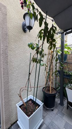 Variety of plants for sale