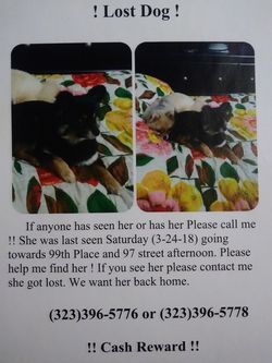 Lost dog