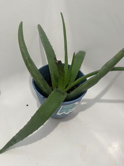 Marble Queen Pothos in Pot — Variegated Live Plant