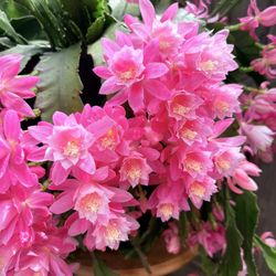 Blooming German Empresses (Plant C)