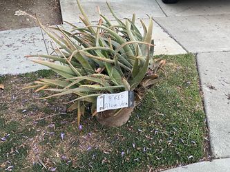 Free Aloe Very Plant With Huge Ceramic pot