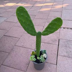 Large Tall Bunny Ears Beautiful Mix Succulents Plants Flowers Home Patio In Pot Garden 