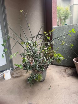 Large Plants