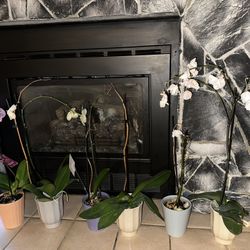 Orchid Flower 