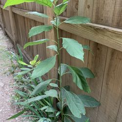 Avocado Plant 