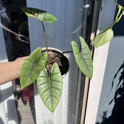 Live Alocasia Platinum Bisma - Elephant Ear Plant 6” Pot-Indoor Tropical Houseplant 