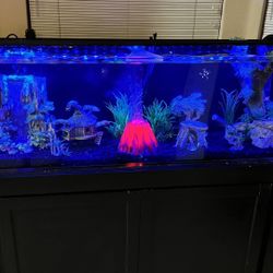 Fish Tank Aquarium FX6 - 55 Gallons