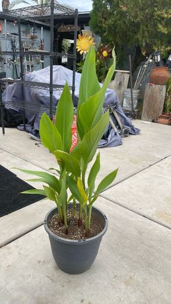 Canna lily plant