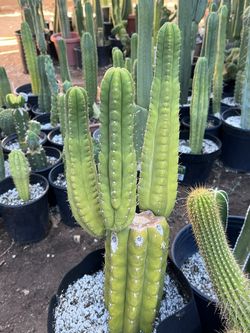 San Pedro Cactus TPM