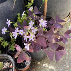 Oxalis triangularis