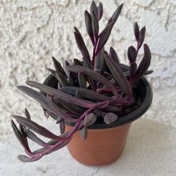 3 Inch Pot Succulent Plant - Ruby Necklace - Crassothonna Capensis - Rare - Rooted & Established - Drought Resistant - 🪴