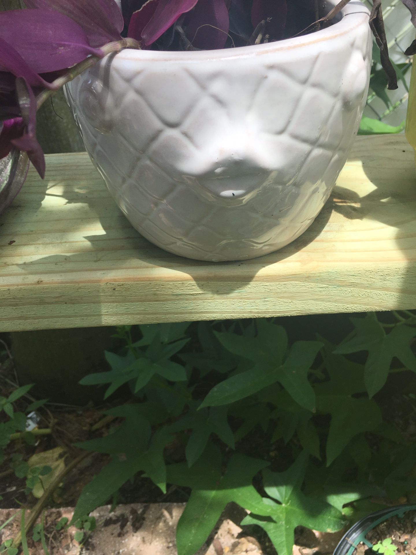 Wandering Jew in Fish Ceramic Pot