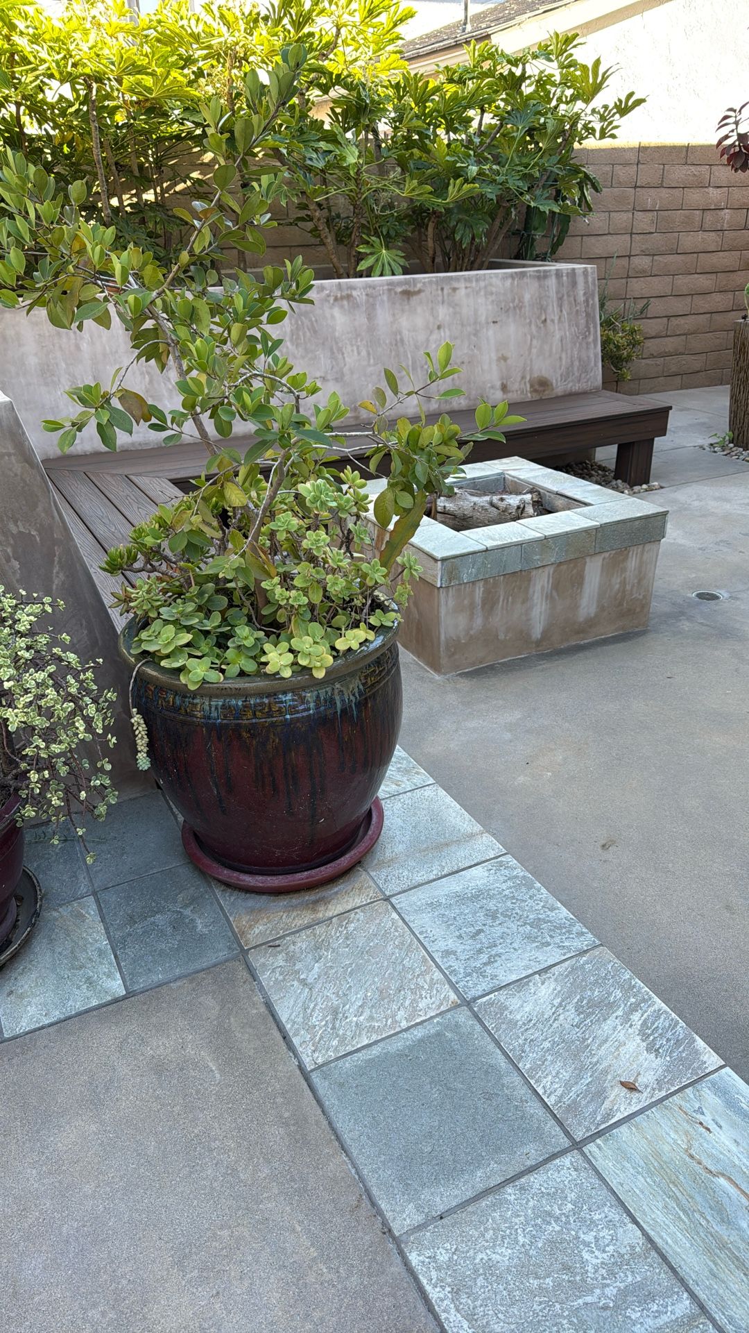 Potted Tree And Succulents