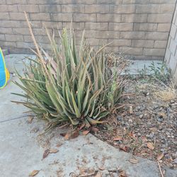 Aloe Vera Plant