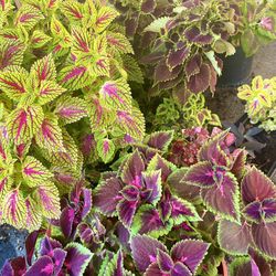 Beautiful Healthy Plants 