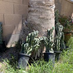 Various Queen Of The Night Cacti