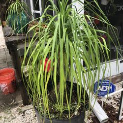 Ponytail Palms,  (1) 4-5 Feet And (3) Smaller Ones