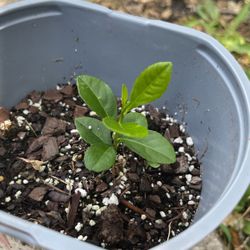 Key Lime Tree