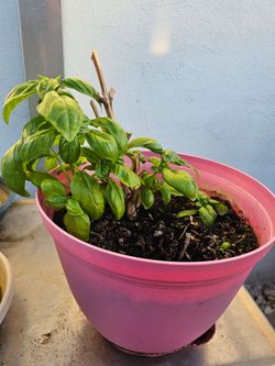Albahaca en maceta // Basil plant