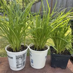 daylily perennial Plants