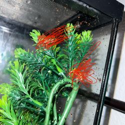 pacific tree frog tank 