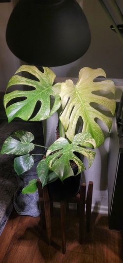 House plant doctor.