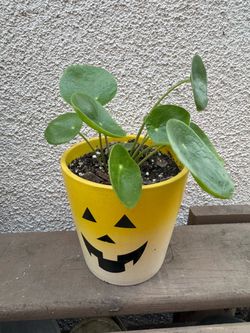 Pilea Peperomioides in Halloween Pot
