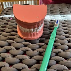 Dental Model 