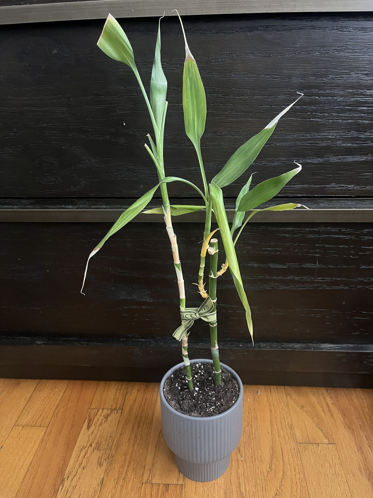 Baby Panda Bamboo Plant REAL