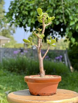 Jade Pre Bonsai
