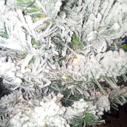 Christmas Tree 🎄🎄 2 Feet Tall only 20 Betta Hurry!