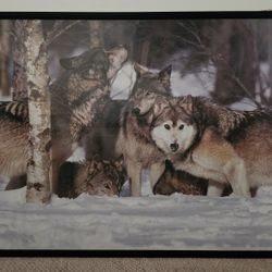 Wolf Pack In Snow Photo